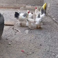 تخم نطفه دار برهما و گردن لیسک