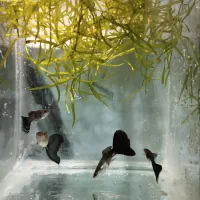 ماهی گوپی بلک متال