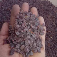 فروش کشمش افتابی|عمدهفروشی|میاندوآب, |دیوار