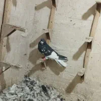 کبوتر راست سیاه ماده