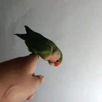 طوطی برزیلی (کوتوله برزیلی) دستی و رام (ماده)|پرنده|کهریزک, |دیوار