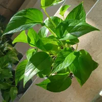 پتوس|گل و گیاه طبیعی|شیروان (خراسان), |دیوار