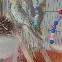 جوجه عروس هلندی