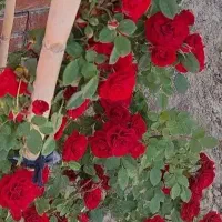 زمین-مناسب-باغچه-متری-دو-میلیون-و-پانصد