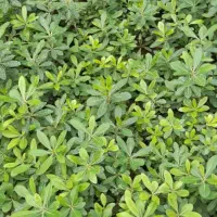 فروش پیتسپرون کیفیت عالی|خدمات باغبانی و درختکاری|کتالم و سادات شهر, |دیوار