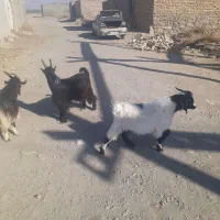 بره و بزغاله ریز