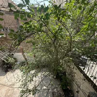 کلنگی پهلوی اولی ۱۴۷ متر/ایرانشهر/سمیه|فروش زمین و ملک کلنگی|تهران, ایرانشهر|دیوار