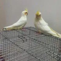 عروس هلندی جوجه