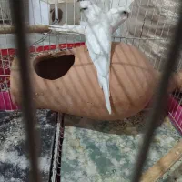 مرغ عشق پروانه‌ی یک جفت|پرنده|نیشابور, چمبران|دیوار