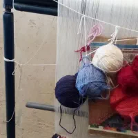 دارقالی باقالی ۵۰ درصدبافته شده|فرش|جهرم, |دیوار