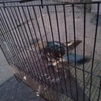 سبزالمانیپلاکدارپرشی|پرنده|شامکان, |دیوار