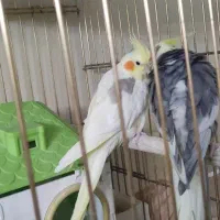 عروس هلندی|پرنده|تهران, جنتآباد مرکزی|دیوار