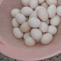 تخم مرغ گلین درجه یک