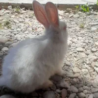 خرگوش سفید چش قرمز