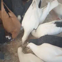 قیمت روی هم دونه ای ۳۰۰ تکی فرق میکنه