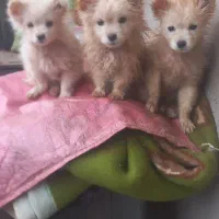 پاپ‌ومعاوضه