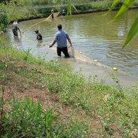 خرید و فروش ماهی کپور امور فیتوفاک و بیگهد|ماهی|رشت, بازار|دیوار