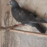 کفترپلاکی ماده