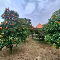 باغویلا2500مترسندو پروانه درختان مرکبات فریدونکنار|فروش خانه و ویلا|فریدون‌کنار, |دیوار