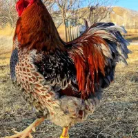 تخم نطفه دار اورپینگتون و ویاندوت|حیوانات مزرعه|تهران, جی|دیوار