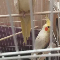 عروس هلندی لوتینو - جفت|پرنده|سبزوار, گلشن|دیوار