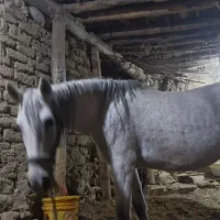 اسب|حیوانات مزرعه|نوبران, |دیوار