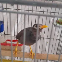 جوجه مینا|پرنده|اصفهان, برزان|دیوار