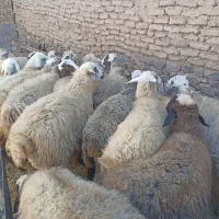 تعداد 18رس میش آبستن اکسرن مایه کردن