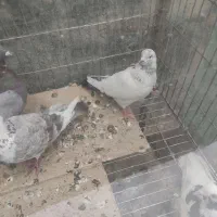 ۴تاگرفته|حیوانات|اسلام‌‌آباد غرب, |دیوار