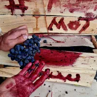 انگور سیاه دیم و ارگانیک سردشت