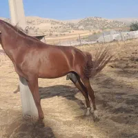 اسب یورقه