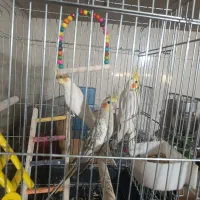 عروس هلندی و قناری|پرنده|مرودشت, ژیان|دیوار