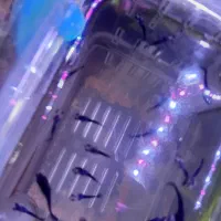 ماهی خوشگل اکواریوم|ماهی|اراک, |دیوار