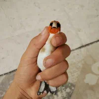 سهره رخ اروپایی گل قفل