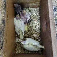 جوجه  عروس هلندی سرلاکی مناسب دستی و سخنگو کردن