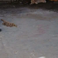 سگ هاستینگ پاکوتاه