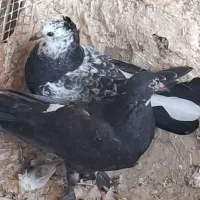 جوجه اصفهانی