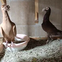 مرکز فروش کبوتر کاریر زرد و سرخ  اصیل بحرینی