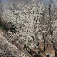 خانه-کلنگی-غرویان-6