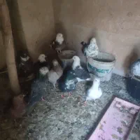 کبوتر پرشی|پرنده|شهریار, رضی آباد پایین|دیوار