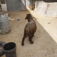 بره نر|حیوانات مزرعه|شوشتر, |دیوار
