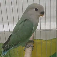 جوجه کوتوله و معاوضه