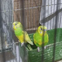 یک جفت مرغ عشق