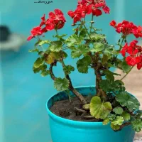 درآمد آنلاین در منزل خانمها