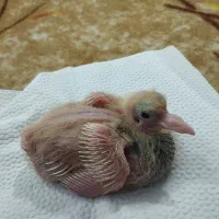 ۲عدد جوجه کبوتر طوقی و پلنگی سرلاکی برا دستی کردن|پرنده|اصفهان, عاشق‌آباد|دیوار