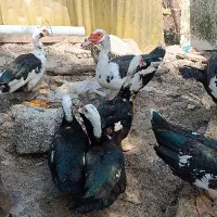 اردک اسرائیلی