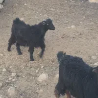 کهره نر و ماده