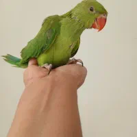 جوجه ملنگو سرلاکی پرورش خانگی