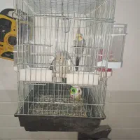 جفت عروس هلندی با قفس