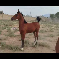 کره مادیان